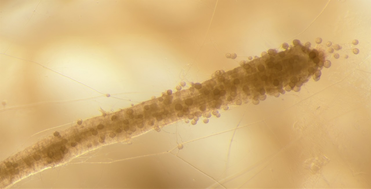 Activation of a putative mating response in arbuscular mycorrhizal fungi