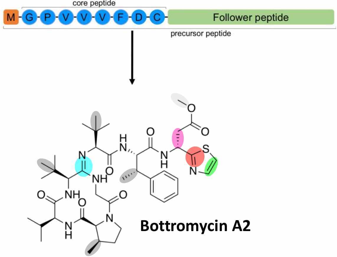 A hydrolase that evolved into a peptide epimerase