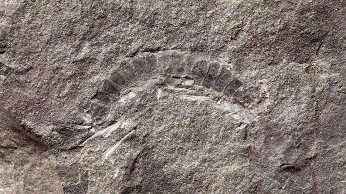 World’s Oldest Bug is Fossil Millipede from Scotland