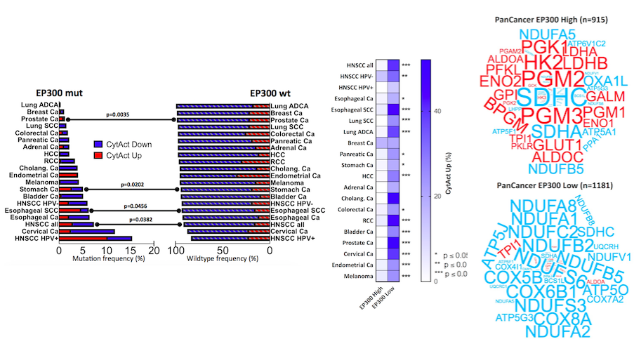 In silico analysis reveals EP300 as a panCancer inhibitor of anti-tumor immune response via metabolic modulation.
