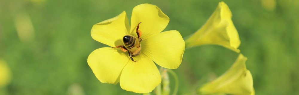 Economic use of plants is key to their naturalization success