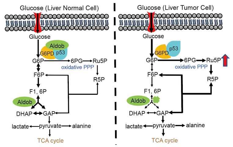 An Unexpected Moonlighting: Glycolytic Enzyme Aldolase B Acts as a Metabolic Switch for Metabolic Reprogramming in Hepatocellular Carcinogenesis