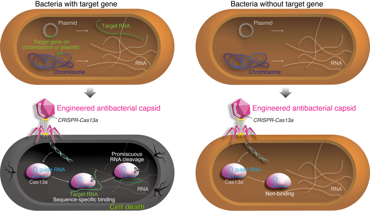 CRISPR-Cas13-based antimicrobials
