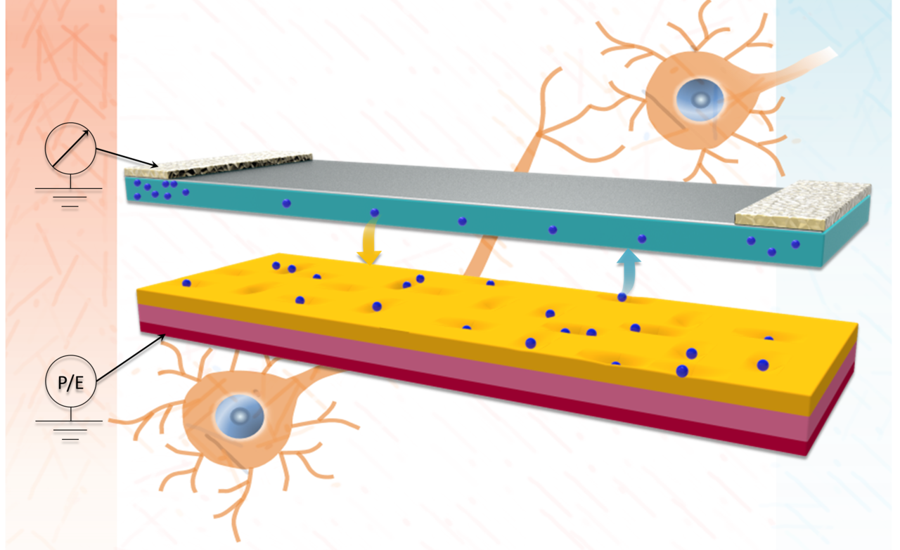 Using native oxidation in 2D for neur-architectures