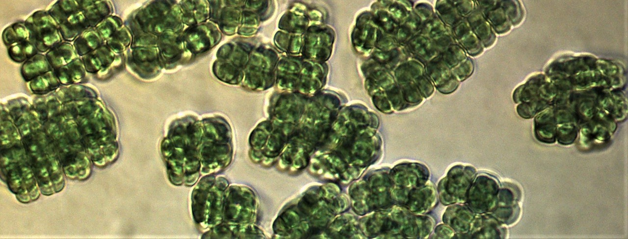 How cyanobacteria use ‘leftover’ light in shaded environments