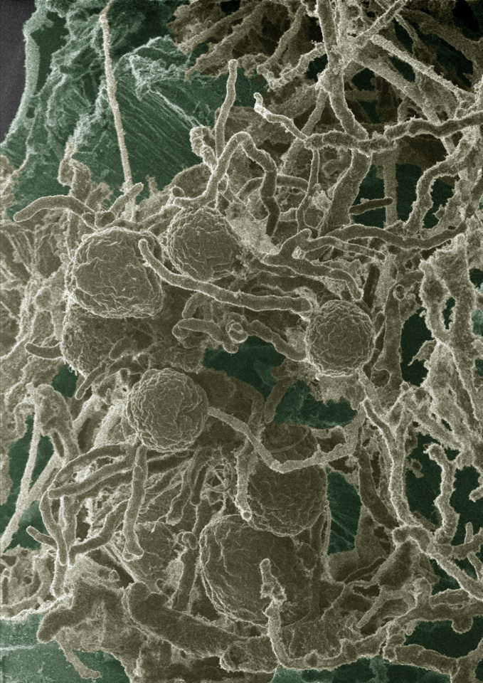 Microbial thieves from the barnyard