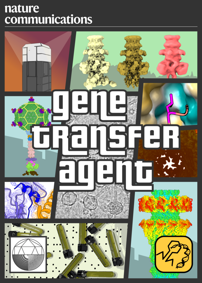 Gene transfer agent - Grand theft of bacteria from phages