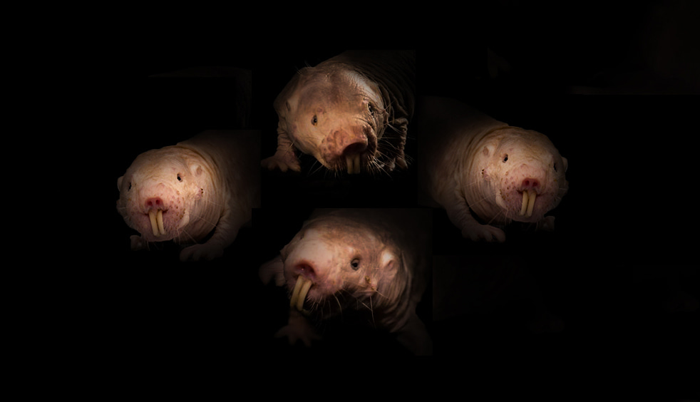 The use of non-traditional models in the study of cancer resistance—the case of the naked mole rat
