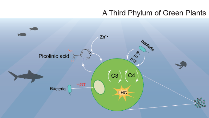 A Third Phylum of Green Plants