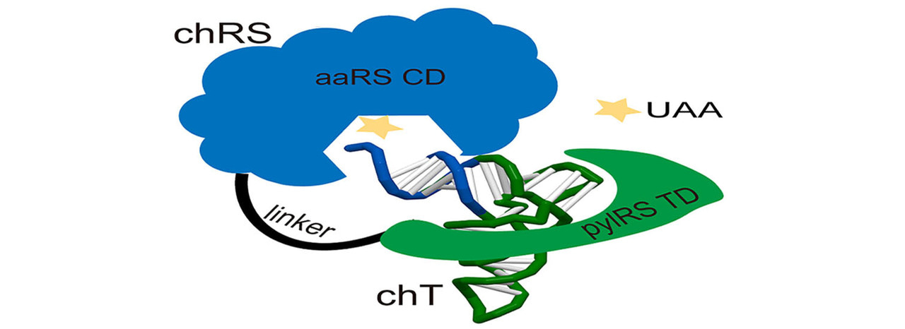 Constructing of fully orthogonal aaRS/tRNA pairs for genetic code expansion