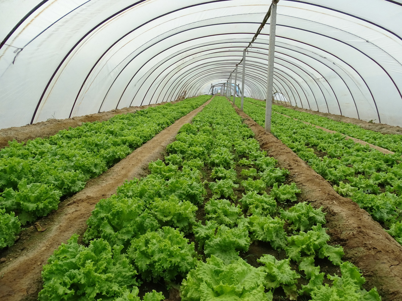 Crop plants are taking up microplastics