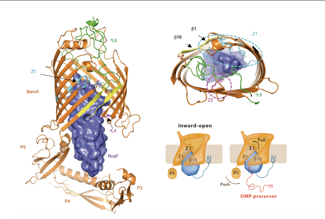 Keep calm and monitor BAM: How the lipoprotein RcsF senses stress by monitoring the BAM machinery