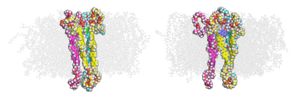 A ligand-gated synthetic ion channel functioning in a living cell