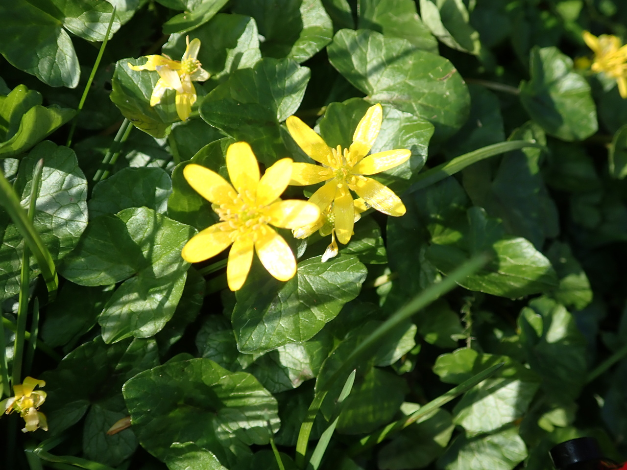 Community resilience 