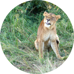 Go to the profile of Lara Semple