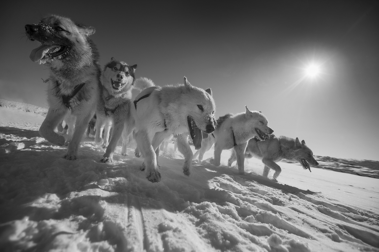The ancient sled dog 