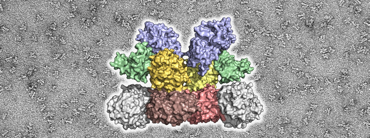 The AROM complex: organized chaos in tight confinement