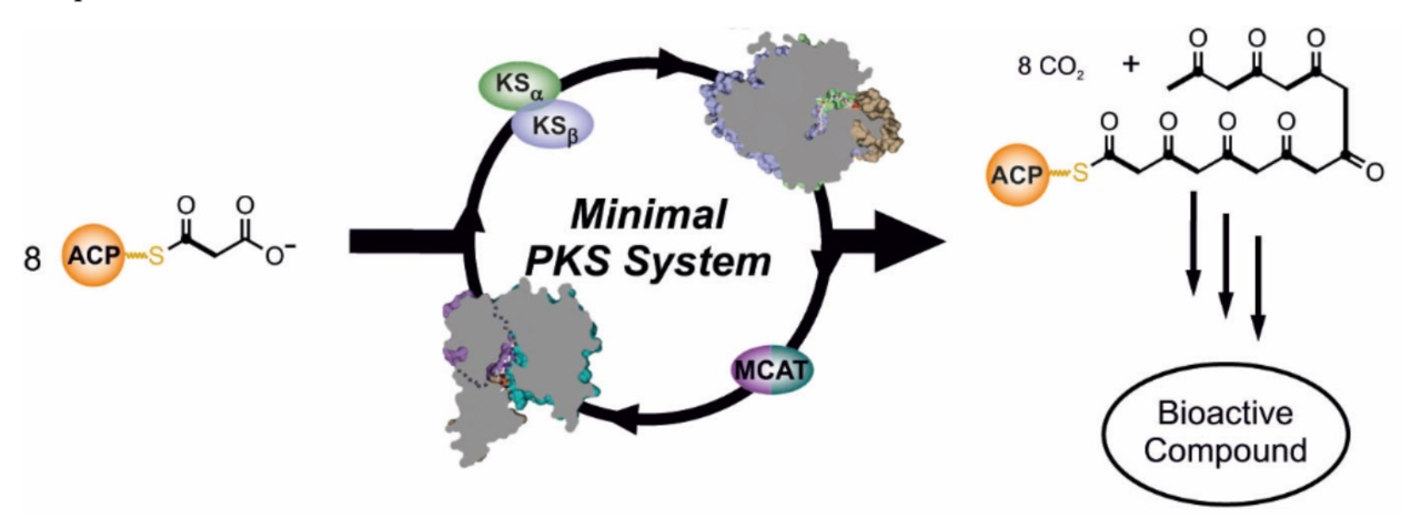 Structural snapshots of the minimal PKS system responsible for octaketide biosynthesis
