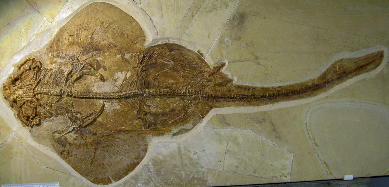 The consistent skull of flat shark