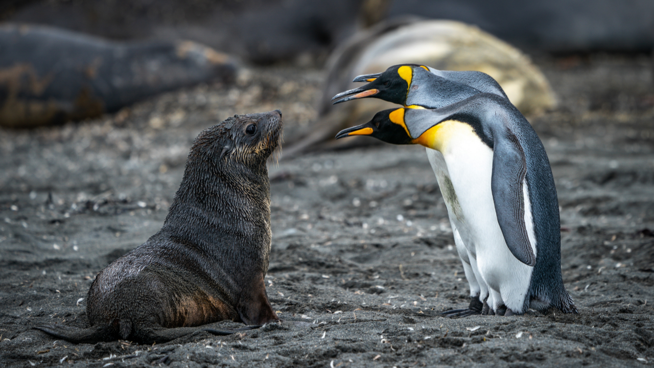 Webinar | Top 10 Conservation Career Questions Answered (Plus Yours!)