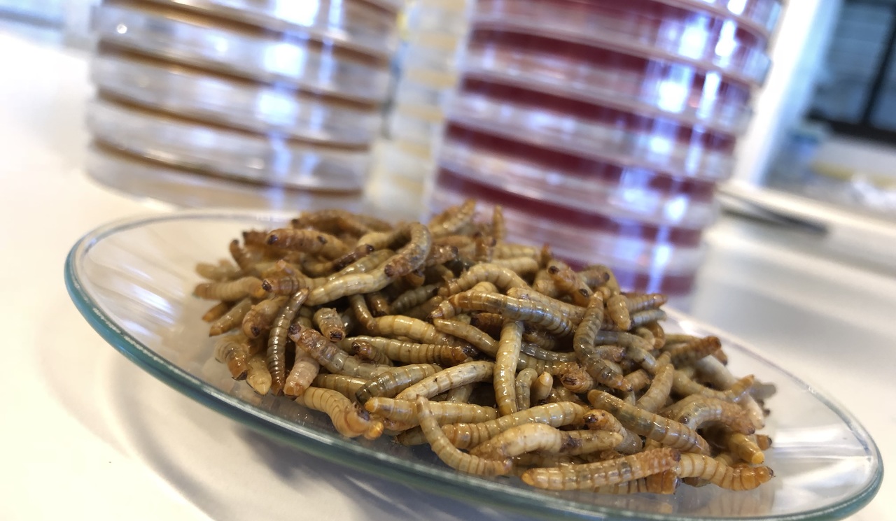 The road towards safe edible insects