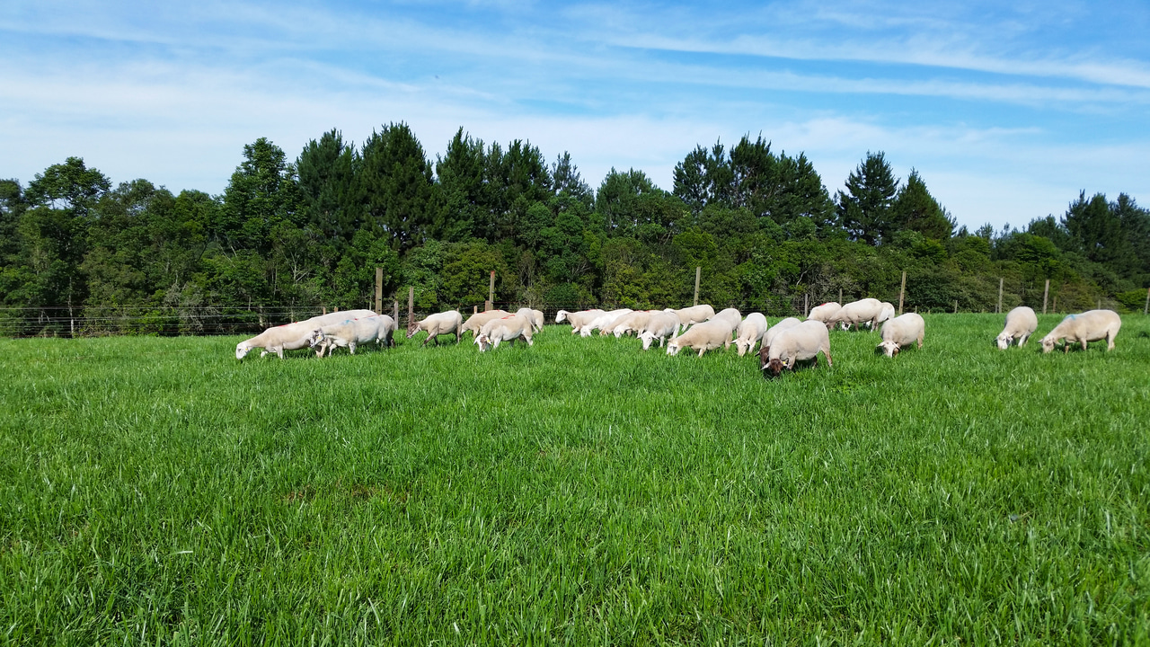 Searching for the best sward structure for grazing: an ecological approach