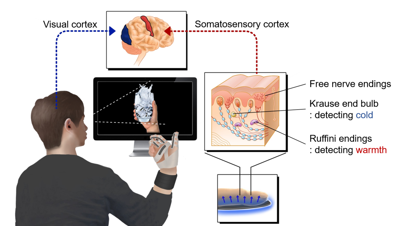 Thermal display glove for interacting with virtual reality