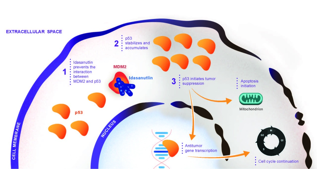 Behind the Paper: MDM2 inhibition in cancer therapy