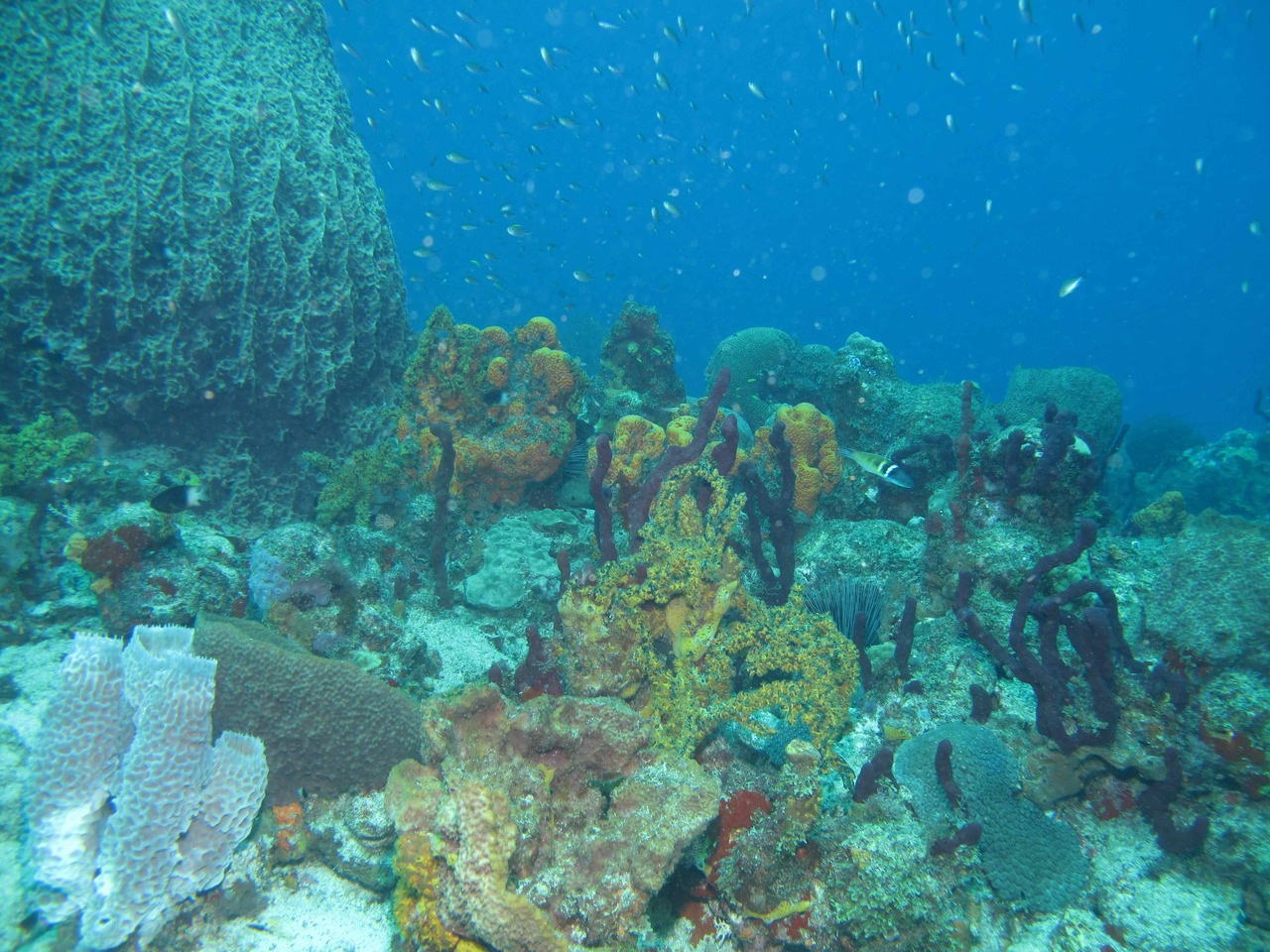 How sponge mass mortalities in Florida led us on a Caribbean sponge-hunting odyssey  