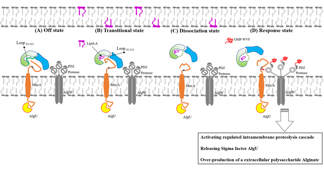 Lipid-mediated dissociation of the anti-sigma factor complex provide a rapid response for activation the regulated intramembrane proteolysis pathway in bacteria