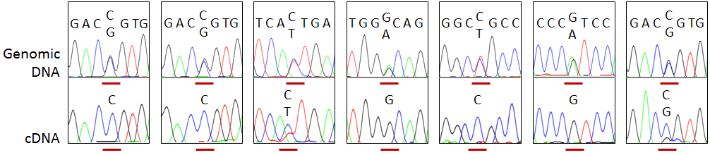 Synonymous GATA2 mutations result in selective loss of mutated RNA and are common in patients with GATA2 deficiency