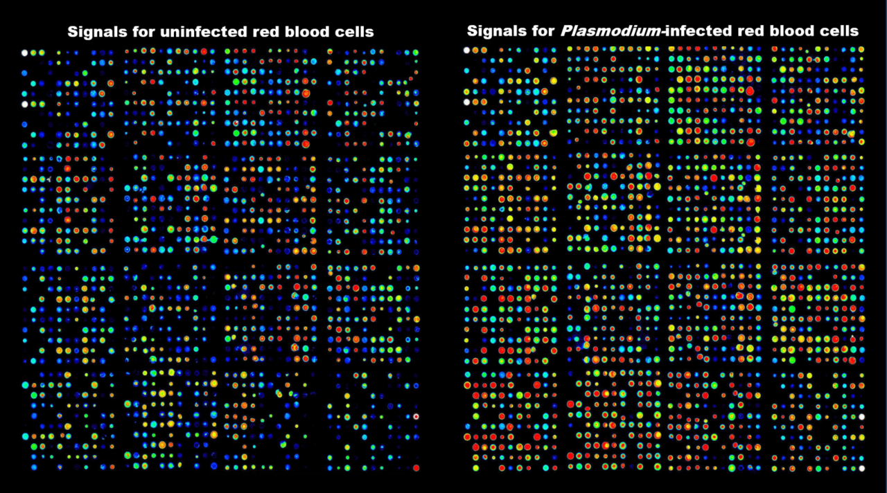 Malaria parasites give erythrocytes a new life –for a time.
