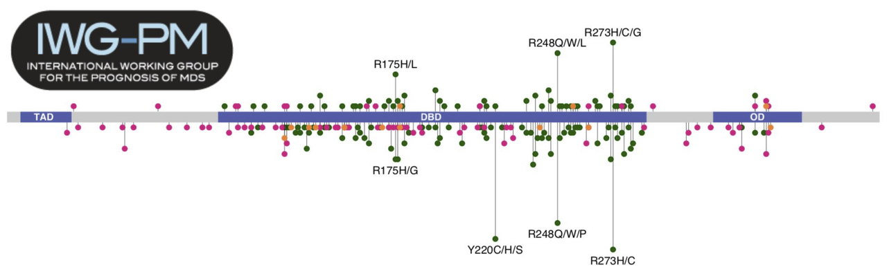The importance of allelic state in the reporting of TP53 mutations in MDS 