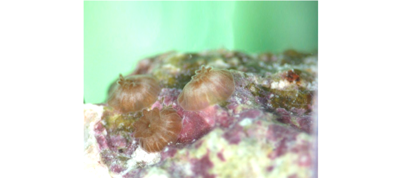 Experience Matters to Coral Offspring 