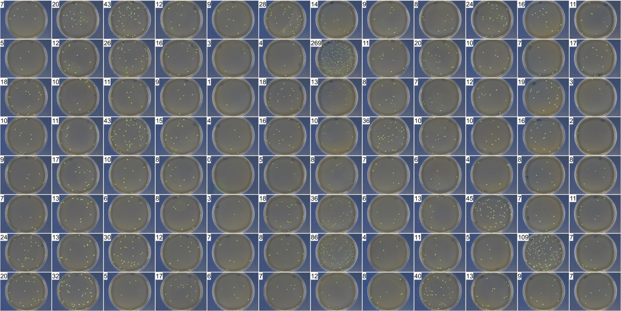 Pathogen genetic diversity shapes the evolution of antibiotic resistance