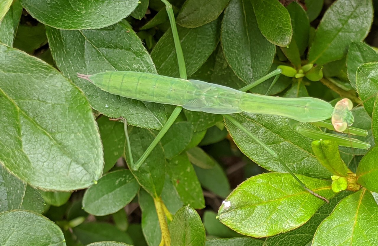 The show must go on: Maintaining a segmented body plan after loss of a patterning gene