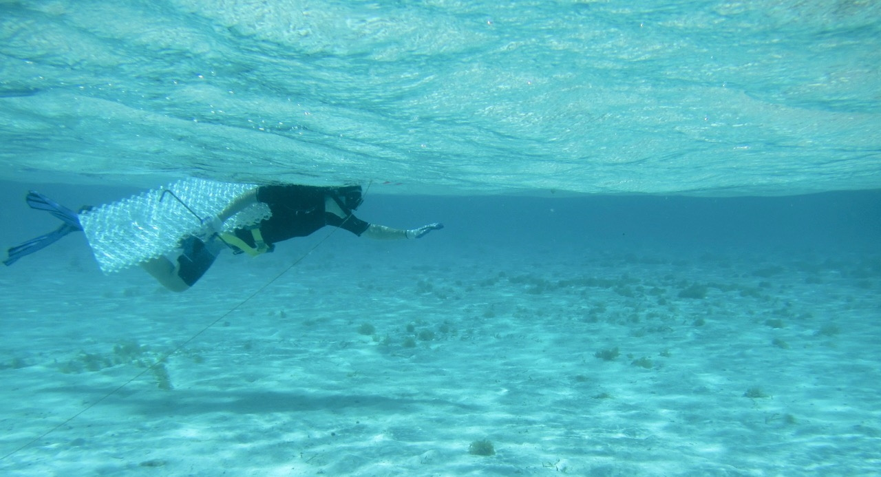 Restoring coastal ecosystems by mimicking emergent traits with potato-waste structures