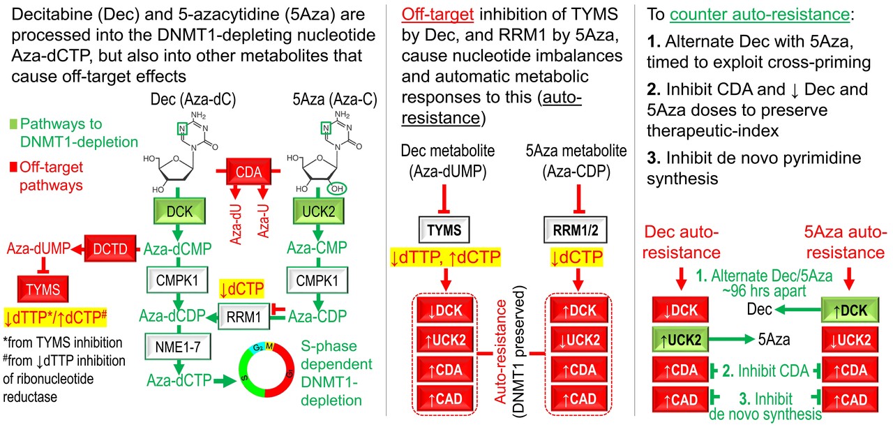 The Nub of the Oncotherapy Problem..and resistance to decitabine or 5-azacytidine