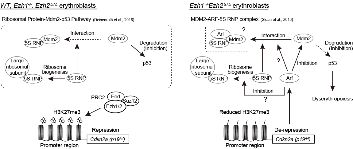 Role of EZH1 in EZH2-deficient hematopoiesis
