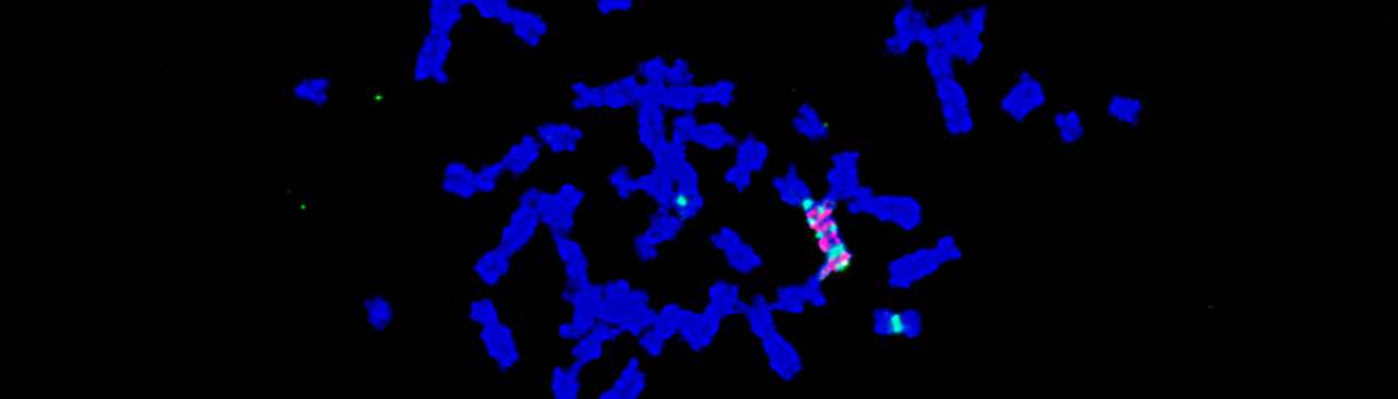 AmpliconReconstructor – revealing focally amplified rearrangements in cancer
