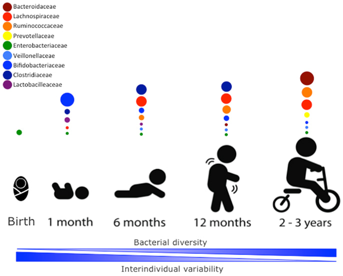 Pre-pregnancy BMI: A key determinant of the milk microbiota?