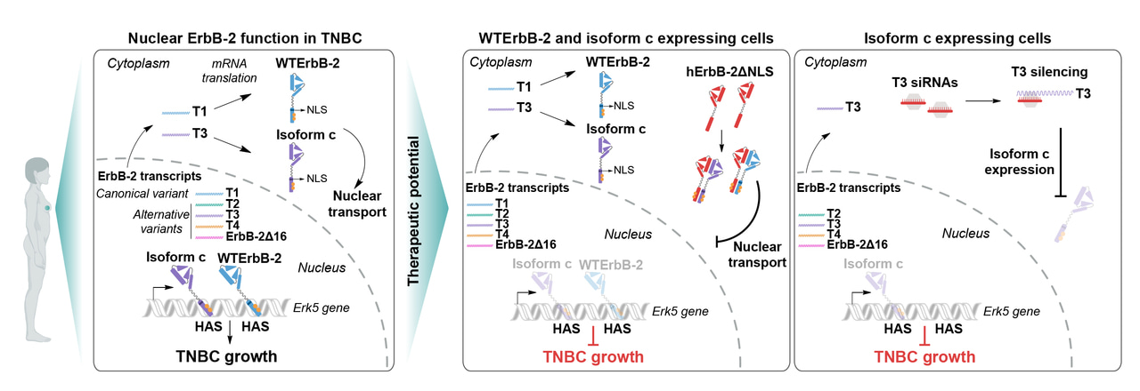 Canonical ErbB-2 isoform and ErbB-2 variant c located in the nucleus drive triple negative breast cancer growth