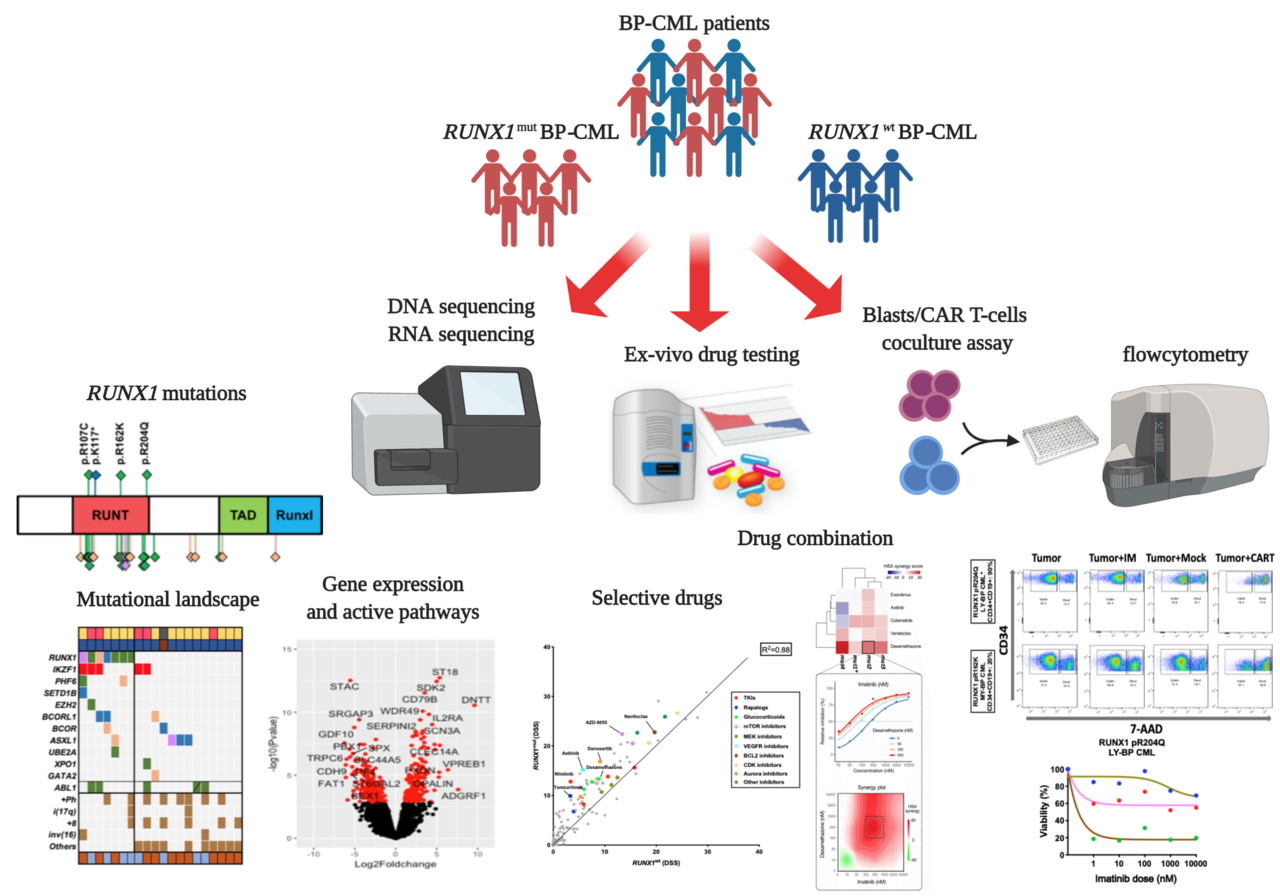 RUNX1 Mutations in the Context of Personalized Approach in Blast Phase Chronic Myeloid Leukemia