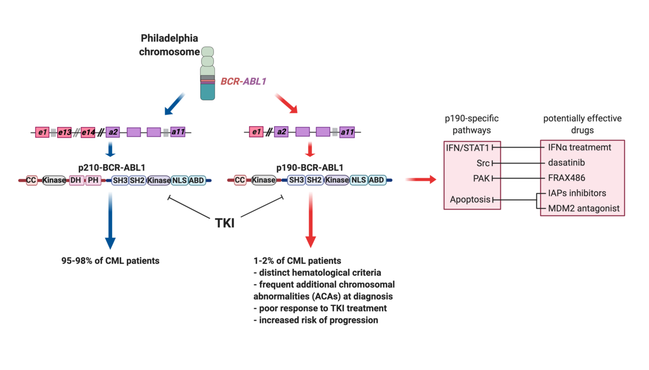 p190-BCR-ABL Isoform in CML: A Minor breakpoint and A Major Impact