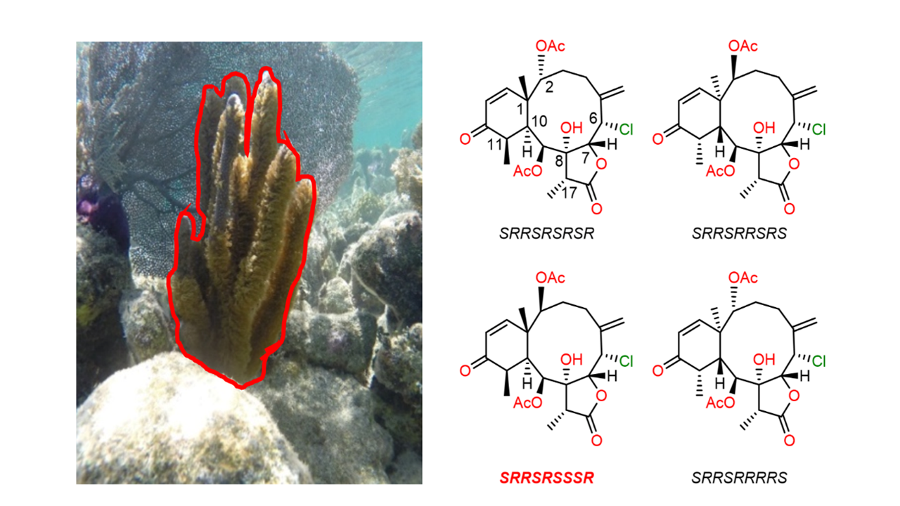 NMR based molecular structures from micrograms of natural compounds