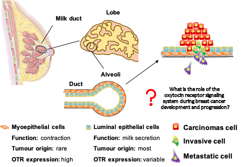 The oxytocin receptor signalling system in breast cancer: what we know and what we don’t know