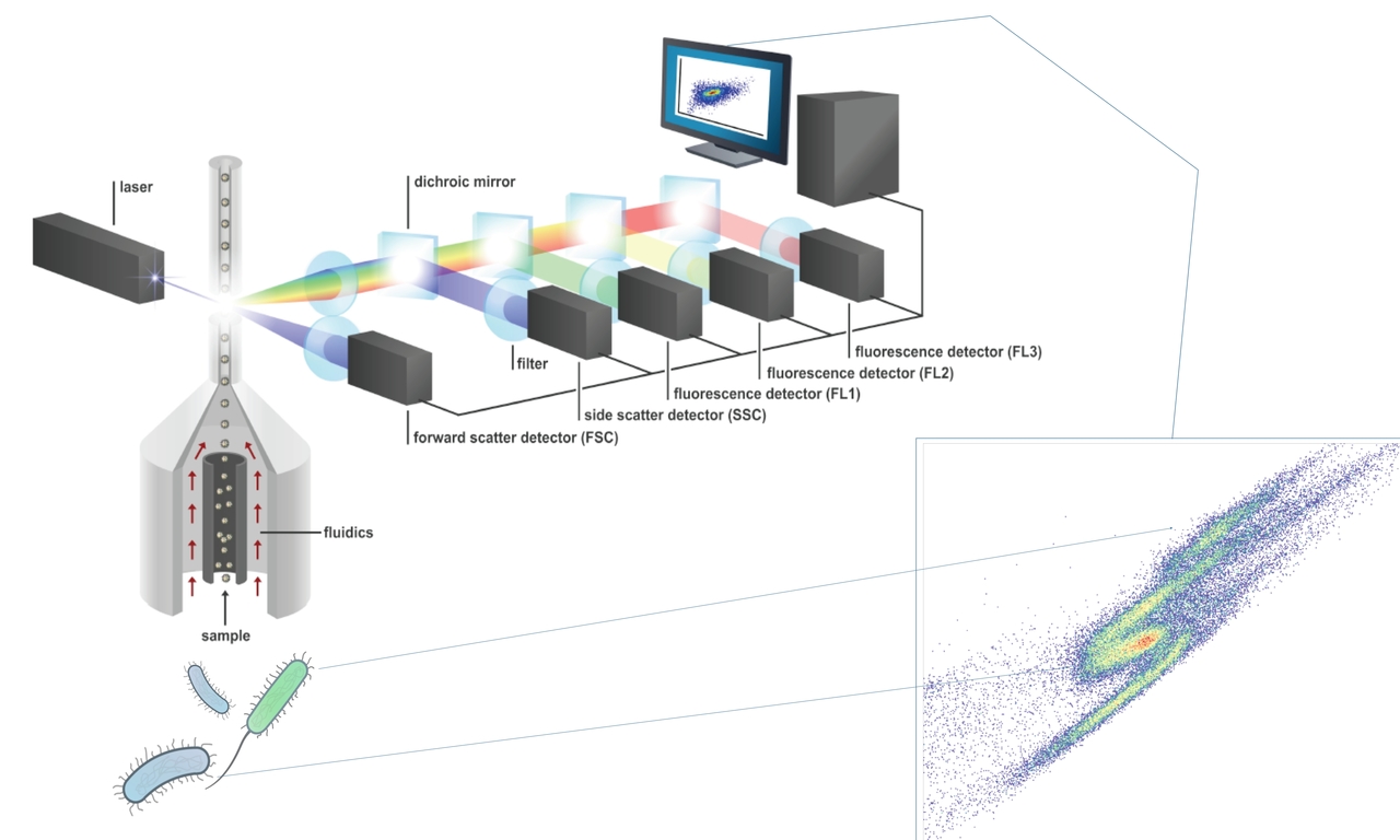 Screening microbiome-associated diseases using flow cytometry