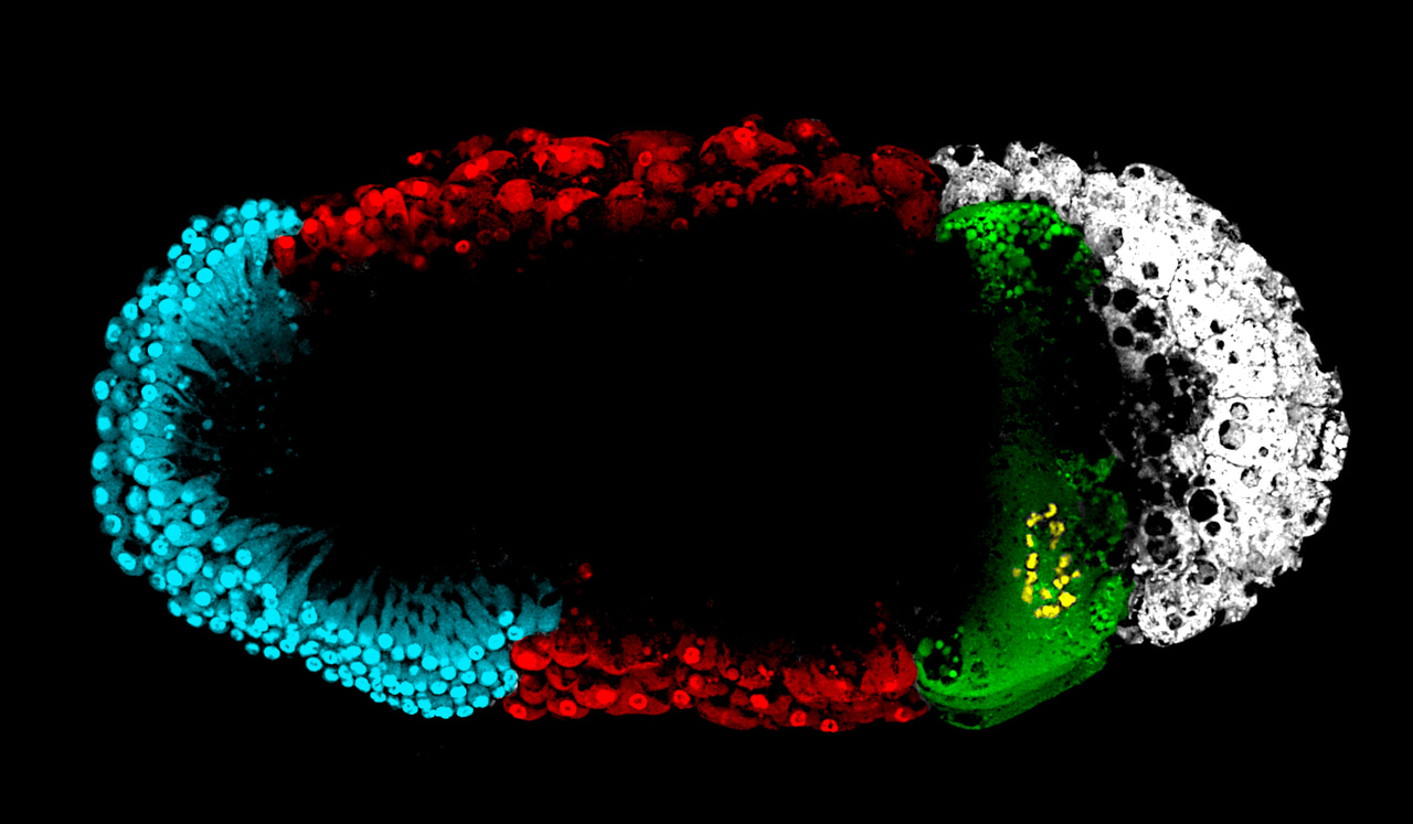 A long road to Major Transitions 