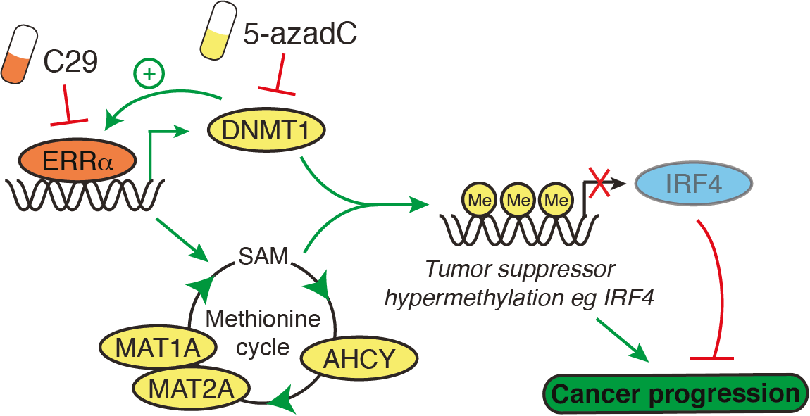 Regulation of DNA methylation by ERRα reveals a role for IRF4 in breast cancer