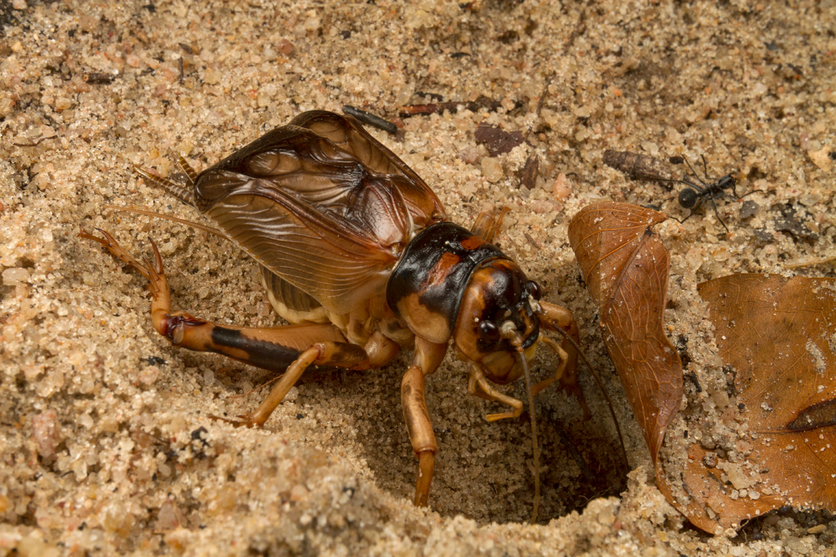 Transcriptomes, fossils and singing insects